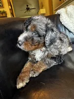 Hank, a male Bernedoodle for sale in Grandview, TX – Photo 4 of 9