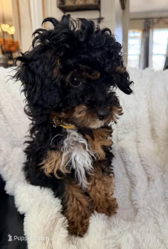 Churro F1BB Micro TINY!! 7-10 lbs – Miniature Bernedoodle puppy for sale in Grandview, TX