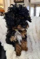 Churro F1BB Micro TINY!! 7-10 lbs, a male Miniature Bernedoodle for sale in Grandview, TX – Photo 1 of 6