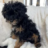 Churro F1BB Micro TINY!! 7-10 lbs, a male Miniature Bernedoodle for sale in Grandview, TX – Photo 3 of 6