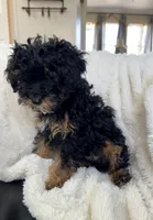 Churro F1BB Micro, a male Miniature Bernedoodle for sale in Grandview, TX – Photo 1 of 4