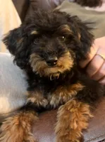 Freddi F1BB Micro TINY!! 7-10 lbs, a male Miniature Bernedoodle for sale in Grandview, TX – 3 of 5