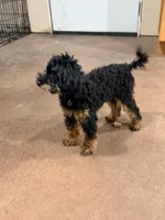 Freddi F1BB Micro TINY!! 7-10 lbs, a male Miniature Bernedoodle for sale in Grandview, TX – 2 of 5