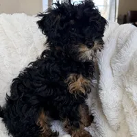Churro F1BB Micro TINY!! 7-10 lbs, a male Miniature Bernedoodle for sale in Grandview, TX – Photo 6 of 6