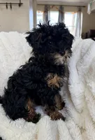 Churro F1BB Micro, a male Miniature Bernedoodle for sale in Grandview, TX – Photo 4 of 4