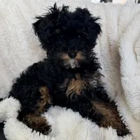Churro F1BB Micro TINY!! 7-10 lbs, a male Miniature Bernedoodle for sale in Grandview, TX – Photo 5 of 6