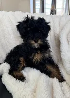 Churro F1BB Micro, a male Miniature Bernedoodle for sale in Grandview, TX – Photo 3 of 4