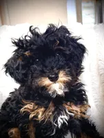 Churro F1BB Micro TINY!! 7-10 lbs, a male Miniature Bernedoodle for sale in Grandview, TX – Photo 2 of 6
