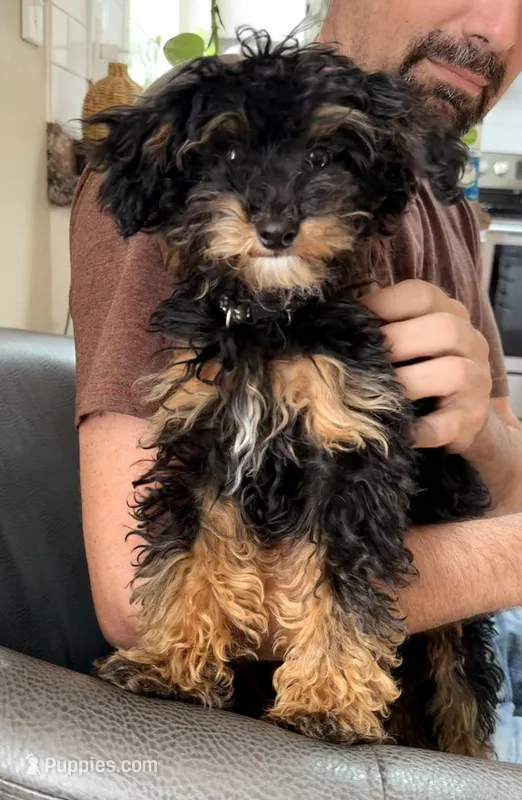 Churro F1BB Micro TINY!! 7-10 lbs – Miniature Bernedoodle puppy for sale in Grandview, TX
