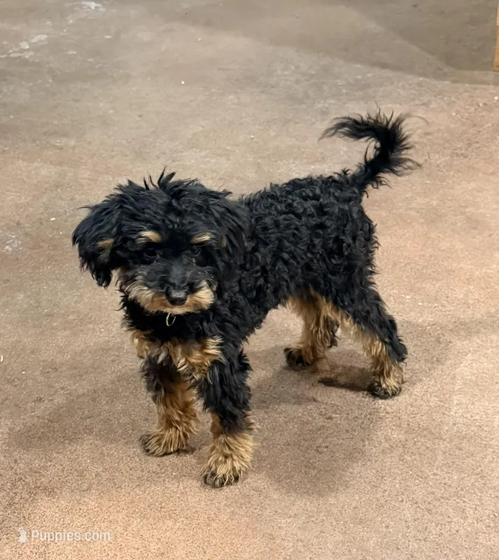 Freddi F1BB Micro TINY!! 7-10 lbs – Miniature Bernedoodle puppy for sale in Grandview, TX