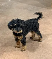 Freddi F1BB Micro TINY!! 7-10 lbs, a male Miniature Bernedoodle for sale in Grandview, TX – 1 of 5
