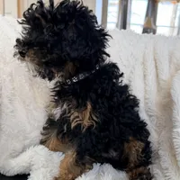 Churro F1BB Micro TINY!! 7-10 lbs, a male Miniature Bernedoodle for sale in Grandview, TX – Photo 4 of 6