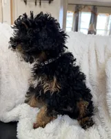 Churro F1BB Micro, a male Miniature Bernedoodle for sale in Grandview, TX – Photo 2 of 4