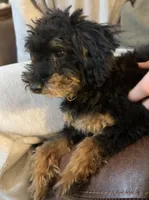 Freddi F1BB Micro TINY!! 7-10 lbs, a male Miniature Bernedoodle for sale in Grandview, TX – 4 of 5