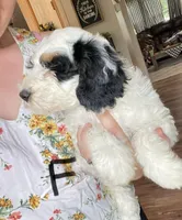 F1B Black Girl (Kiara), a female Miniature Bernedoodle for sale in Grandview, TX – Photo 3 of 6