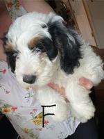 F1B Black Girl (Kiara), a female Miniature Bernedoodle for sale in Grandview, TX – Photo 6 of 6