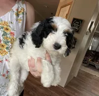 F1B Black Girl (Kiara), a female Miniature Bernedoodle for sale in Grandview, TX – Photo 2 of 6