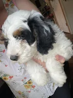 F1B Black Girl (Kiara), a female Miniature Bernedoodle for sale in Grandview, TX – Photo 4 of 6