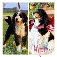 F1B Black Girl (Kiara), a female Miniature Bernedoodle for sale in Grandview, TX – Photo 5 of 6