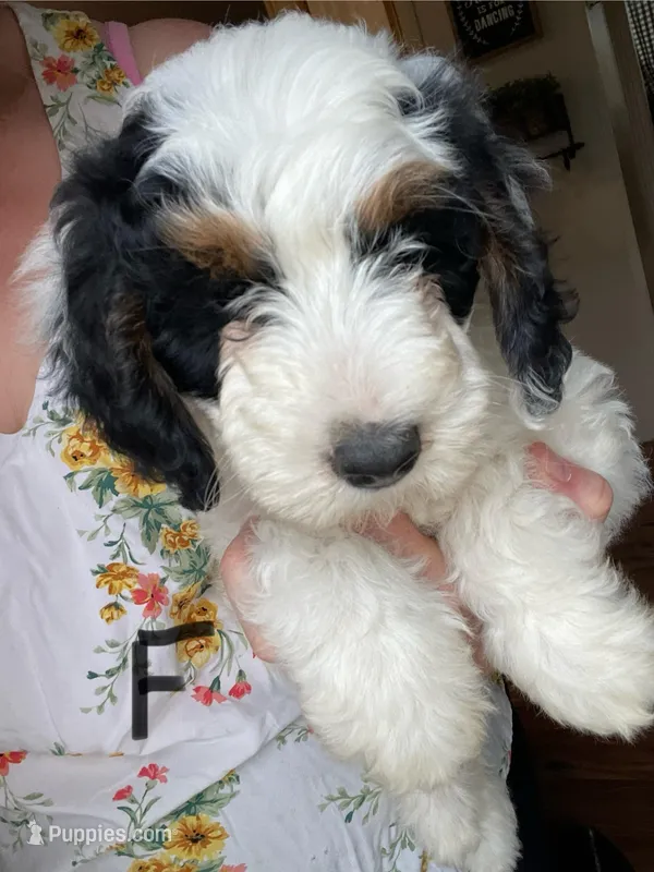 F1B Black Girl (Kiara)