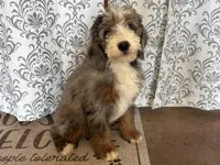 Dolly Standard F2 Bernedoodle, a female Bernedoodle for sale in Grandview, TX – Photo 4 of 5
