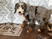 Dolly Standard F2 Bernedoodle, a female Bernedoodle for sale in Grandview, TX – Photo 2 of 5