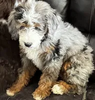 Dolly Standard F2 Bernedoodle, a female Bernedoodle for sale in Grandview, TX – Photo 3 of 5