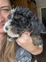 Monty Orange Collar (F1B boy), a male Miniature Bernedoodle for sale in Grandview, TX – Photo 2 of 7