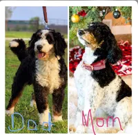 Monty Orange Collar (F1B boy), a male Miniature Bernedoodle for sale in Grandview, TX – Photo 7 of 7