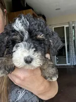 Monty Orange Collar (F1B boy), a male Miniature Bernedoodle for sale in Grandview, TX – Photo 1 of 7