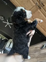 Cleo (Orange Collar), a female Miniature Bernedoodle for sale in Grandview, TX – Photo 3 of 5