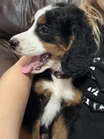 Cleo (Orange Collar), a female Miniature Bernedoodle for sale in Grandview, TX – Photo 2 of 5