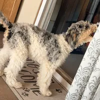 Dancer, a male Poodle - Miniature  for sale in Grandview, TX – Photo 6 of 9