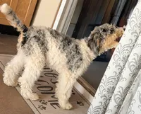 Dancer, a male Poodle - Miniature  for sale in Grandview, TX – Photo 6 of 8