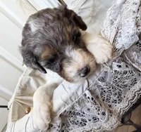 Dancer, a male Poodle - Miniature  for sale in Grandview, TX – Photo 4 of 5