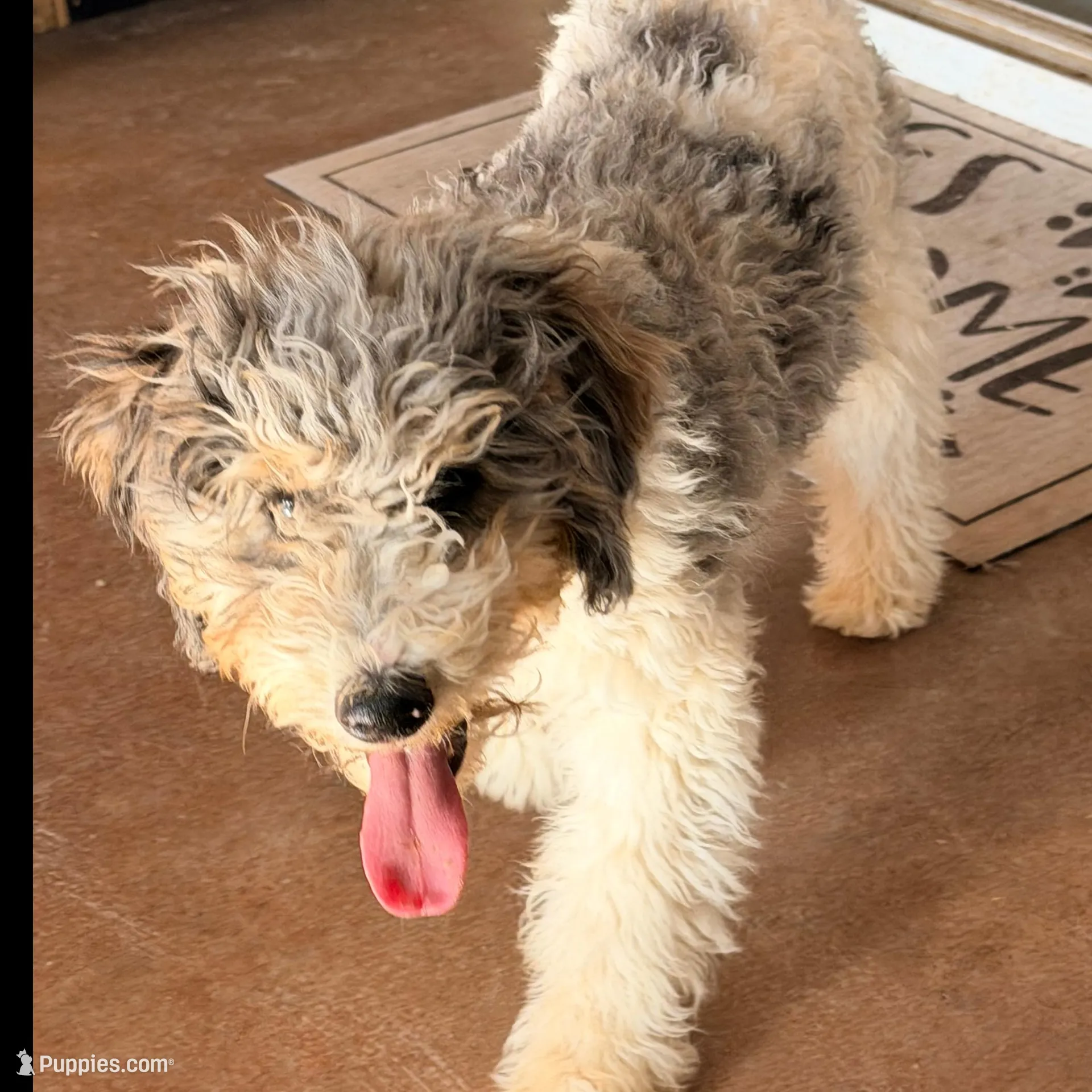 Dancer, a male Poodle - Miniature  for sale in Grandview, TX – Photo 3 of 8
