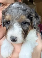 Dancer, a male Poodle - Miniature  for sale in Grandview, TX – Photo 2 of 5