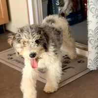 Dancer, a male Poodle - Miniature  for sale in Grandview, TX – Photo 5 of 9