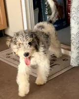 Dancer, a male Poodle - Miniature  for sale in Grandview, TX – Photo 5 of 8