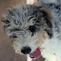 Dancer, a male Poodle - Miniature  for sale in Grandview, TX – Photo 2 of 9