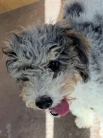 Dancer, a male Poodle - Miniature  for sale in Grandview, TX – Photo 2 of 8