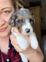 Dancer, a male Poodle - Miniature  for sale in Grandview, TX – Photo 3 of 5