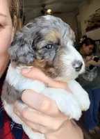 Dancer, a male Poodle - Miniature  for sale in Grandview, TX – Photo 1 of 5