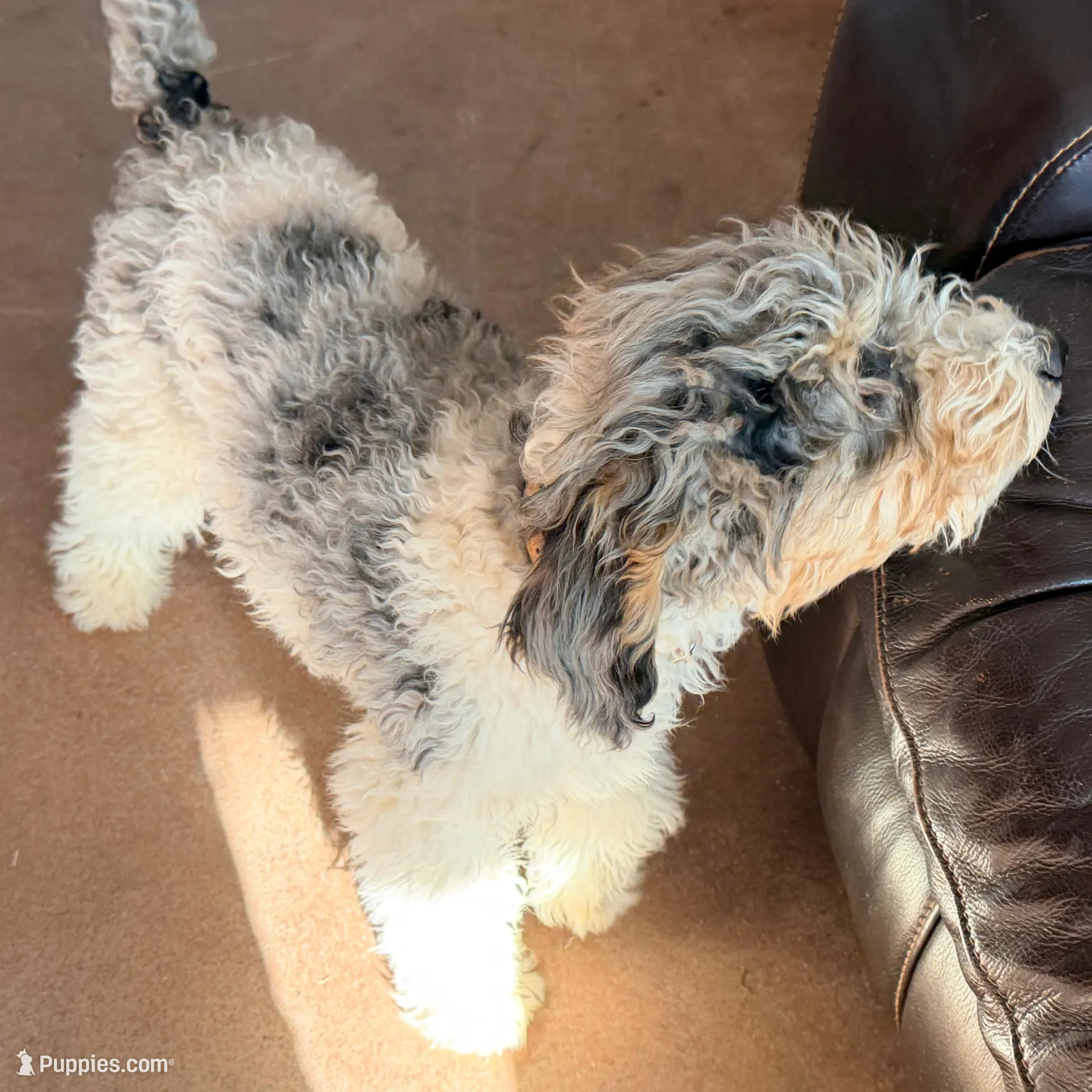 Dancer, a male Poodle - Miniature  for sale in Grandview, TX – Photo 4 of 8