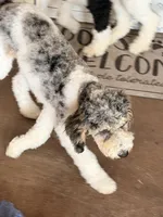 Dancer, a male Poodle - Miniature  for sale in Grandview, TX – Photo 9 of 9