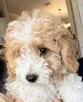 Ginger F1BB Micro (pink) , a female Miniature Bernedoodle for sale in Grandview, TX – Photo 3 of 10