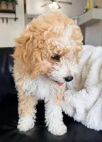 Ginger F1BB Micro (pink) , a female Miniature Bernedoodle for sale in Grandview, TX – Photo 5 of 10