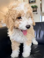 Ginger F1BB Micro (pink) , a female Miniature Bernedoodle for sale in Grandview, TX – Photo 6 of 10