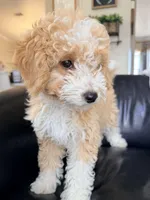 Ginger F1BB Micro (pink) , a female Miniature Bernedoodle for sale in Grandview, TX – Photo 9 of 10