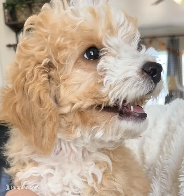 Ginger F1BB Micro (pink) , a female Miniature Bernedoodle for sale in Grandview, TX – Photo 1 of 10